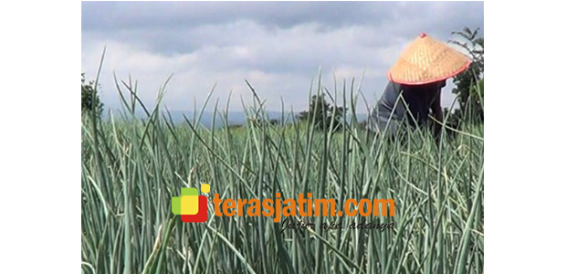 Curah Hujan Tinggi, Petani Bawang di Situbondo Merugi Jutaan Rupiah Curah Hujan Tinggi, Petani Bawang di Situbondo Merugi Jutaan Rupiah
