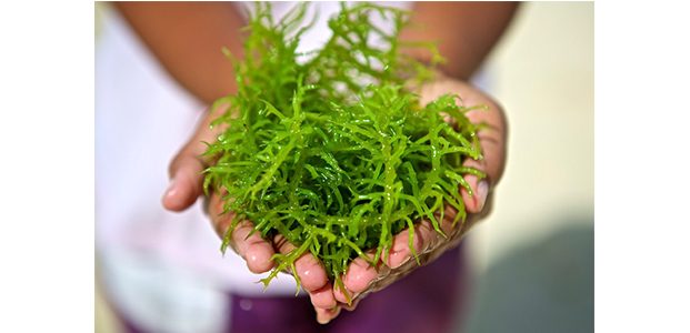 Kabupaten Sumenep Jadi Penyuplai Rumput Laut Terbesar di Jatim Kabupaten Sumenep Jadi Penyuplai Rumput Laut Terbesar di Jatim