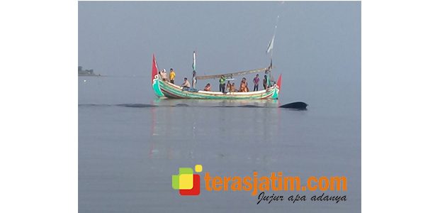 Paus Sepanjang 20 Meter Terdampar di Perairan Situbondo Paus Sepanjang 20 Meter Terdampar di Perairan Situbondo