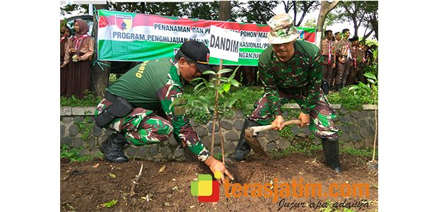 Ribuan Pohon Mahoni Ditanam Untuk Hijaukan Jalan Nganjuk- Kediri Ribuan Pohon Mahoni Ditanam Untuk Hijaukan Jalan Nganjuk- Kediri