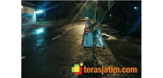 Tanam Pisang di Jalan Rusak, Jadi Trend Protes Warga Bojonegoro Tanam Pisang di Jalan Rusak, Jadi Trend Protes Warga Bojonegoro