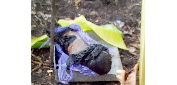 Diduga Sengaja Dibuang, Warga Bojonegoro Temukan Mayat Bayi Terbungkus Tas Kresek Diduga Sengaja Dibuang, Warga Bojonegoro Temukan Mayat Bayi Terbungkus Tas Kresek