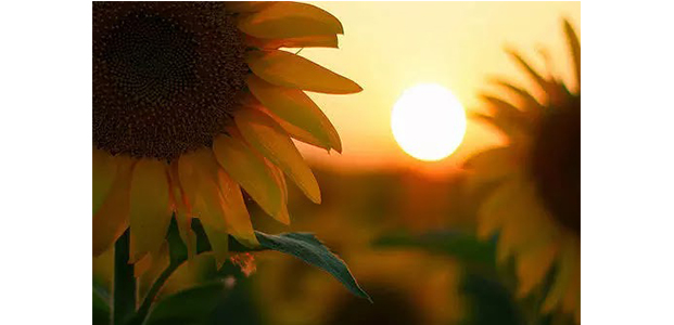 Ini Alasan Bunga Matahari Yang Selalu Mengejar Matahari Teras Jatim