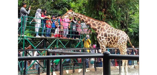 Libur Nataru, Kebun Binatang Surabaya Gelar Sejumlah Acara ...