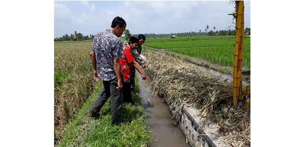 ABG asal Badean Banyuwangi, Ditemukan Tewas di Saluran Irigasi ABG asal Badean Banyuwangi, Ditemukan Tewas di Saluran Irigasi