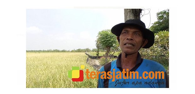 Di Tengah Pandemi Covid-19, Petani di Siser Laren Lamongan Bisa Tersenyum Di Tengah Pandemi Covid-19, Petani di Siser Laren Lamongan Bisa Tersenyum