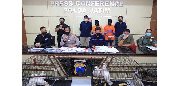 Jual Satwa Dilindungi, Mahasiswa di Sidoarjo dan Pasutri asal Kediri Ditangkap Jual Satwa Dilindungi, Mahasiswa di Sidoarjo dan Pasutri asal Kediri Ditangkap