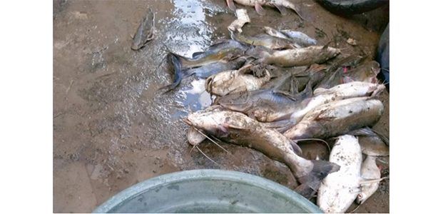 Lagi, Ribuan Ikan Mati Massal di Sungai Brantas