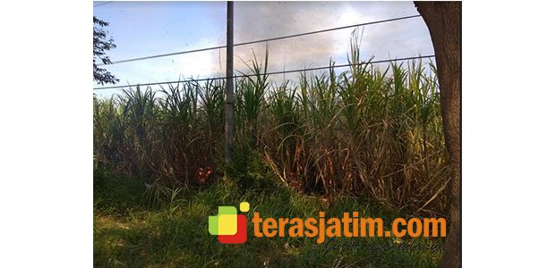 Akibat Puntung Rokok, Lahan Tebu di Kapongan Situbondo Terbakar Akibat Puntung Rokok, Lahan Tebu di Kapongan Situbondo Terbakar