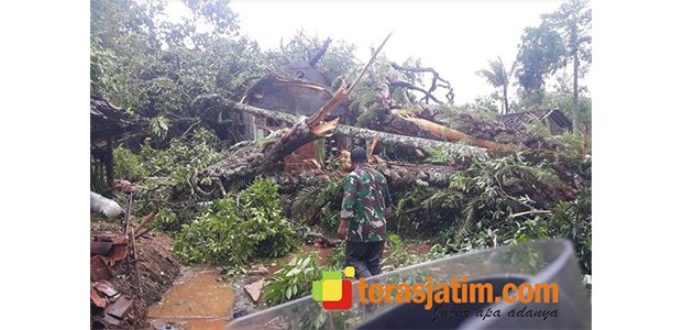 Angin Puting Beliung Mengamuk di Bandar Pacitan, Sejumlah Rumah Warga Hancur Tertimpa Pohon Angin Puting Beliung Mengamuk di Bandar Pacitan, Sejumlah Rumah Warga Hancur Tertimpa Pohon
