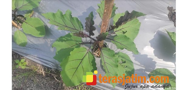 Terong Jepang Berpotensi Dongkrak Ekonomi Petani Bojonegoro Terong Jepang Berpotensi Dongkrak Ekonomi Petani Bojonegoro