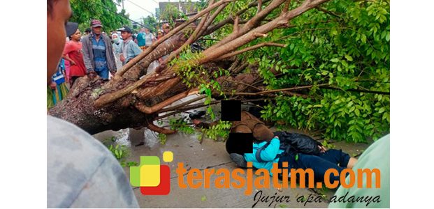 Hujan Disertai Angin, 2 Pemotor di Bojonegoro Tewas Tertimpa Pohon