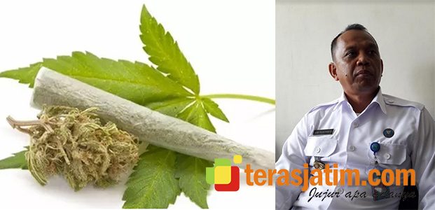 BNNK Sidoarjo Tolak Wacana Pelegalan Ganja BNNK Sidoarjo Tolak Wacana Pelegalan Ganja