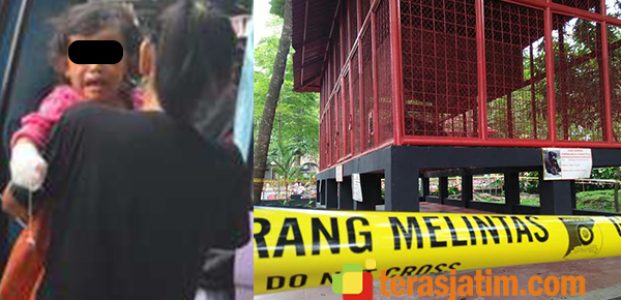Balita Diserang Siamang di Taman Kebonrojo Blitar, Pemkot Lakukan Evaluasi Kandang Balita Diserang Siamang di Taman Kebonrojo Blitar, Pemkot Lakukan Evaluasi Kandang