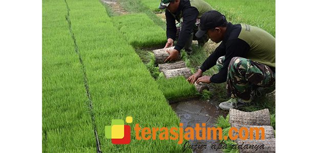 Banjir Pesanan Bibit Padi, SP3T Jombang Tak Mampu Penuhi Permintaan Banjir Pesanan Bibit Padi, SP3T Jombang Tak Mampu Penuhi Permintaan