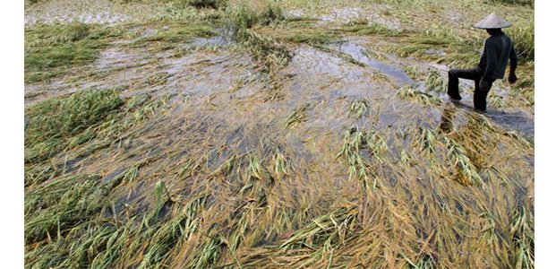 Banjir di Mojokerto, Ratusan Hektare Tanaman Padi Terancam Gagal Panen Banjir di Mojokerto, Ratusan Hektare Tanaman Padi Terancam Gagal Panen
