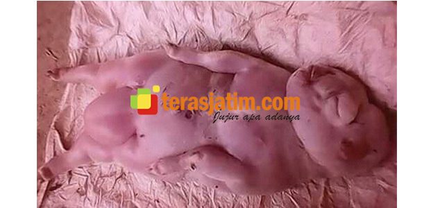 Bayi Kambing Mirip Manusia, Hebohkan Warga Situbondo Bayi Kambing Mirip Manusia, Hebohkan Warga Situbondo