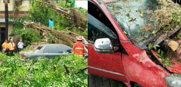 Beringin di Halaman Dinkes Tulungagung Roboh, 3 Mobil Ringsek Beringin di Halaman Dinkes Tulungagung Roboh, 3 Mobil Ringsek