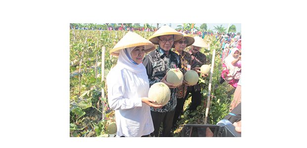 Bersama Petani, Gubernur Jatim Ikut Panen Melon di Desa Klotok Tuban Bersama Petani, Gubernur Jatim Ikut Panen Melon di Desa Klotok Tuban