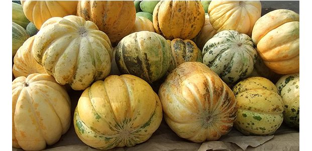 Blewah atau Garbis, Buah Legendaris Yang Diburu Saat Berbuka Puasa Blewah atau Garbis, Buah Legendaris Yang Diburu Saat Berbuka Puasa