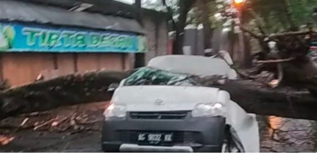 Mobilnya Tertimpa Pohon Saat Hujan, Kakak Beradik di Blitar Tewas Mobilnya Tertimpa Pohon Saat Hujan, Kakak Beradik di Blitar Tewas