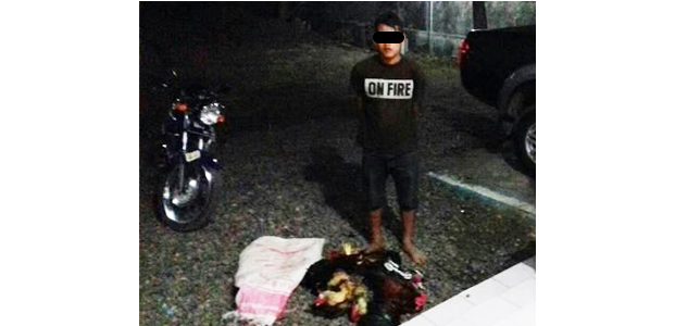 Butuh Duit Untuk Malam Mingguan, Pemuda ini Nekat Curi Belasan Ayam Butuh Duit Untuk Malam Mingguan, Pemuda ini Nekat Curi Belasan Ayam