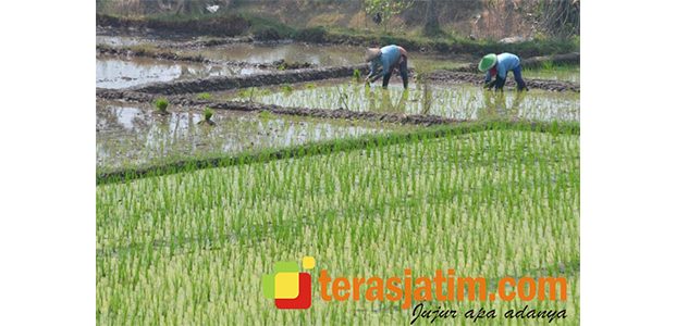 Dinas Pengairan Banyuwangi: Normalisasi dan Rehab Jaringan Penunjang Sektor Pertanian