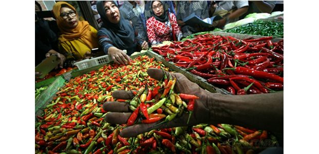 Cabai Impor dari India Beredar di Pasar Tradisional Mojokerto, Trenggalek dan Tulungagung Cabai Impor dari India Beredar di Pasar Tradisional Mojokerto, Trenggalek dan Tulungagung