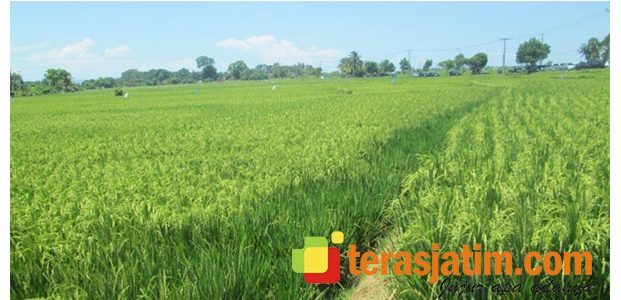 Cuaca Tak Menentu, Masa Tanam Padi di Situbondo Molor Sebulan Cuaca Tak Menentu, Masa Tanam Padi di Situbondo Molor Sebulan