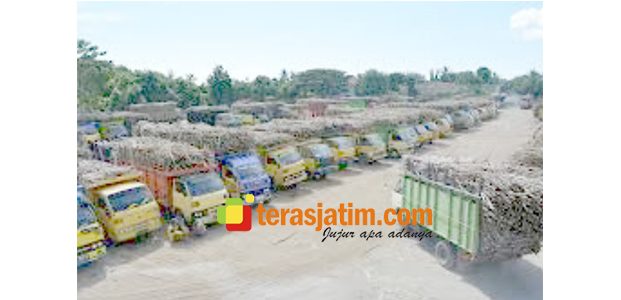 DO Belum Dicairkan Pabrik, Sejumlah Petani Tebu di Situbondo Kesal DO Belum Dicairkan Pabrik, Sejumlah Petani Tebu di Situbondo Kesal