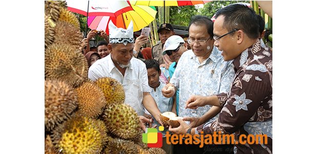 Menko Kemaritiman Rizal Ramli, ‘Kesengsem’ Durian Merah Banyuwangi Menko Kemaritiman Rizal Ramli, ‘Kesengsem’ Durian Merah Banyuwangi