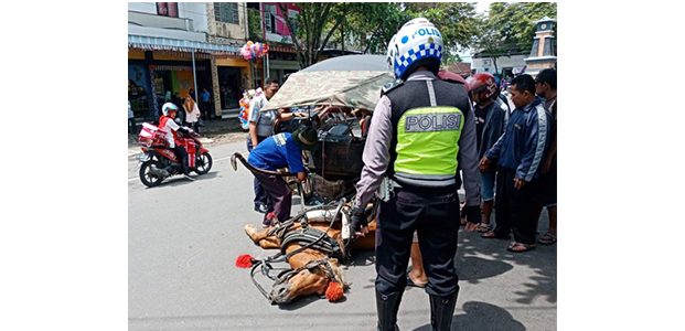 Kelelahan, Seekor Kuda Penarik Dokar Jatuh Pingsan di Jalan Kelelahan, Seekor Kuda Penarik Dokar Jatuh Pingsan di Jalan