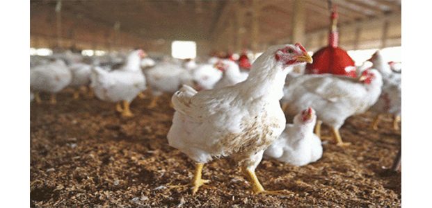 Dinas Peternakan Jatim Turun Tangan Ikut Stabilkan Harga Ayam Potong Dinas Peternakan Jatim Turun Tangan Ikut Stabilkan Harga Ayam Potong