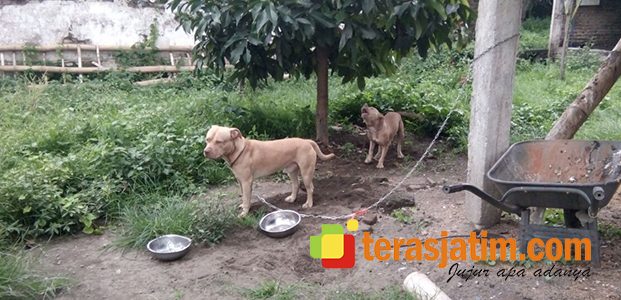 Diserang Anjing Pitbull, Pria asal Kandat Kediri Tewas Diserang Anjing Pitbull, Pria asal Kandat Kediri Tewas