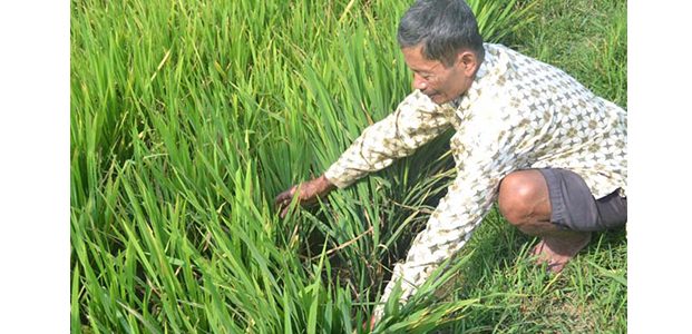 Duh, Padi Arealan di Bojonegoro Terserang Wereng Duh, Padi Arealan di Bojonegoro Terserang Wereng