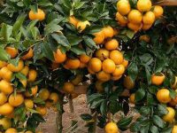 Wisata Edukasi Petik Jeruk di Tlekung Batu Dibuka