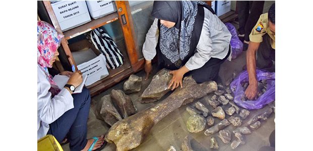 Fosil Gajah dan Banteng Purba Ditemukan di Karangjati Ngawi Fosil Gajah dan Banteng Purba Ditemukan di Karangjati Ngawi