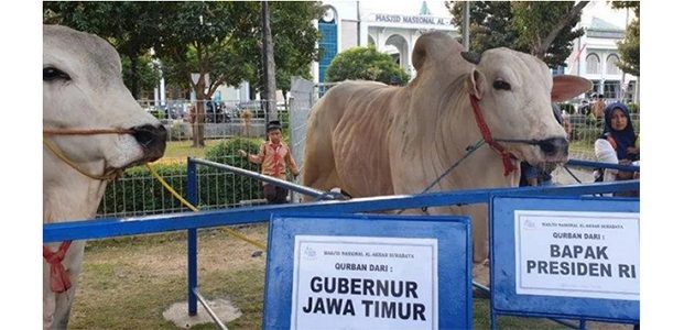 Gubernur Serahkan Sapi Kurban Milik Presiden di Al Akbar Gubernur Serahkan Sapi Kurban Milik Presiden di Al Akbar