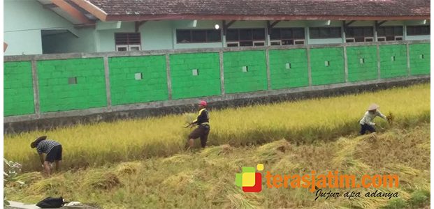 Hadapi Kemarau Panjang, Ketersediaan Pangan di Pacitan Aman Hadapi Kemarau Panjang, Ketersediaan Pangan di Pacitan Aman