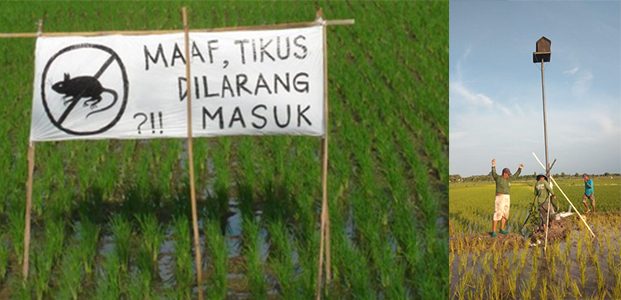 Hama Tikus Menggila, Petani di Lamongan Mengeluh Hama Tikus Menggila, Petani di Lamongan Mengeluh