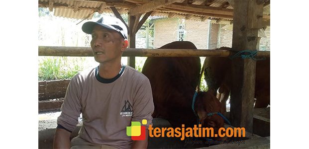 Hanya dari Limbah, Ikhsan Pria Asal Tulakan Pacitan Sukses Kembangkan Peternakan Hanya dari Limbah, Ikhsan Pria Asal Tulakan Pacitan Sukses Kembangkan Peternakan