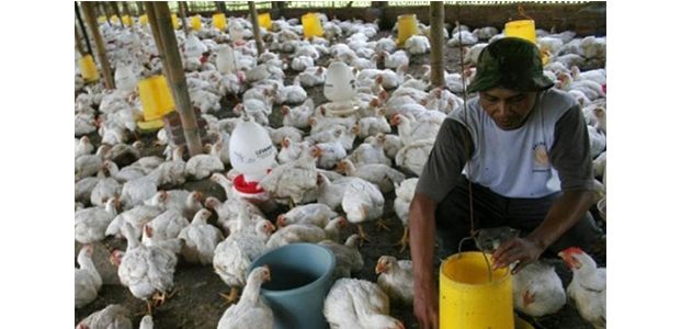 Harga Ayam Potong Turun, Peternak Menjerit Harga Ayam Potong Turun, Peternak Menjerit