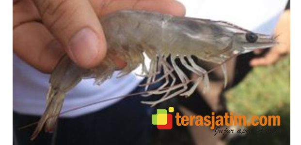 Harga Ikan Laut dan Udang di Pasaran Situbondo Naik 10 Persen Harga Ikan Laut dan Udang di Pasaran Situbondo Naik 10 Persen