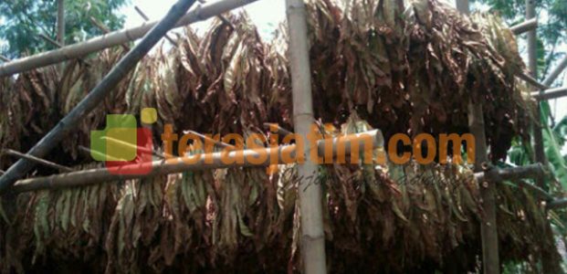 Harga Tembakau di Jombang, Anjlok Harga Tembakau di Jombang, Anjlok