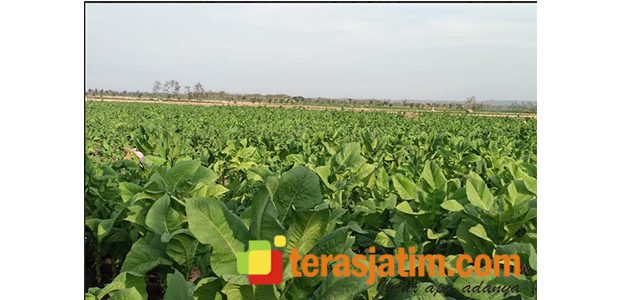Harga Tinggi, Petani Tembakau di Bojonegoro Lega Harga Tinggi, Petani Tembakau di Bojonegoro Lega