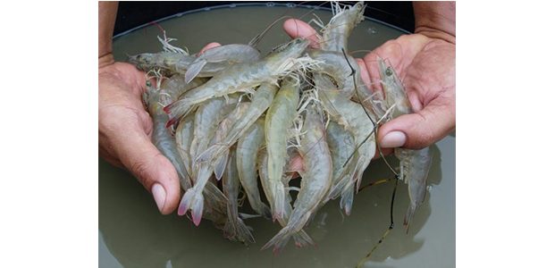 Harga Udang Vaname di Situbondo Selatan Terus Merosot Harga Udang Vaname di Situbondo Selatan Terus Merosot