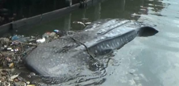 Hiu Tutul Sepanjang 4 Meter Terdampar di Pelabuhan Kroman Gresik Hiu Tutul Sepanjang 4 Meter Terdampar di Pelabuhan Kroman Gresik