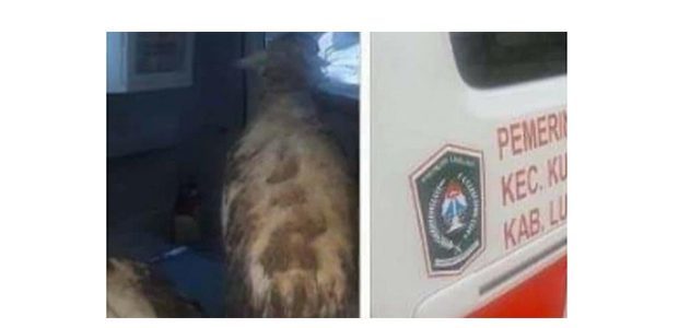 Hmmm, Mobil Ambulan Milik Salah Satu Desa di Lumajang Digunakan Angkut Kambing Hmmm, Mobil Ambulan Milik Salah Satu Desa di Lumajang Digunakan Angkut Kambing