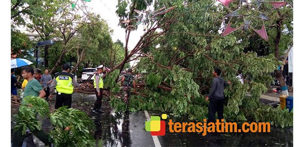 Hujan Disertai Angin, Banyak Pohon di Wilayah Lamongan Tumbang