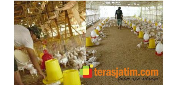 Hujan Tak Menentu, Ratusan Ayam Broiler di Situbondo Terserang Influenza dan Stres Hujan Tak Menentu, Ratusan Ayam Broiler di Situbondo Terserang Influenza dan Stres